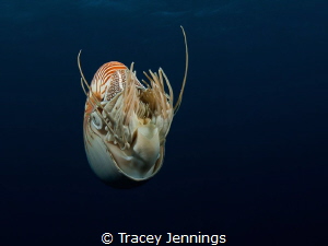 A living fossil .. the nautilus by Tracey Jennings 